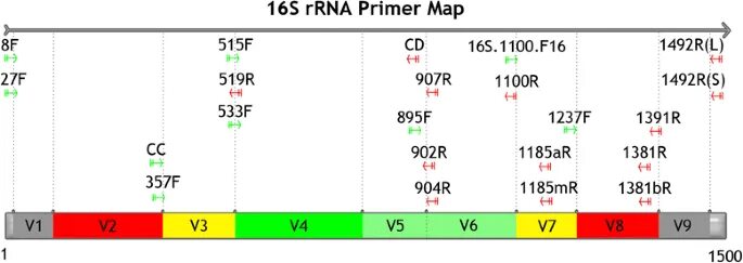 32 16 s. 16s RRNA Gene. Регион 16 s. V3-v4 регион Гена 16s. Особенность Гена 16s RRNA.