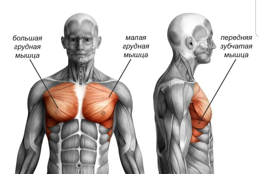 Анатомия строения мышц грудной клетки. Грудные мышцы анатомия. Мышцы груди анатомия. Строение грудных мышц.