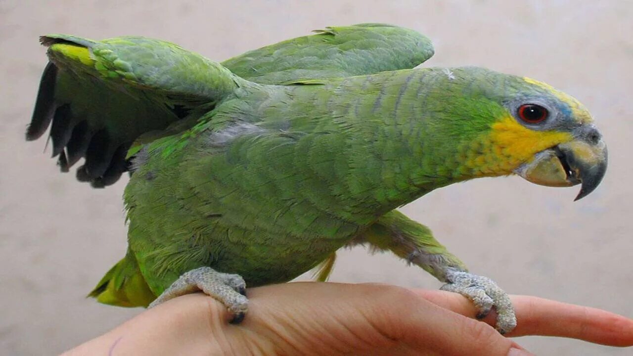 Амазон попугай. Кубинский Амазон попугай. Венесуэльский желтолобый Амазон. Венесуэльский Амазон попугай. Купить живого попугая