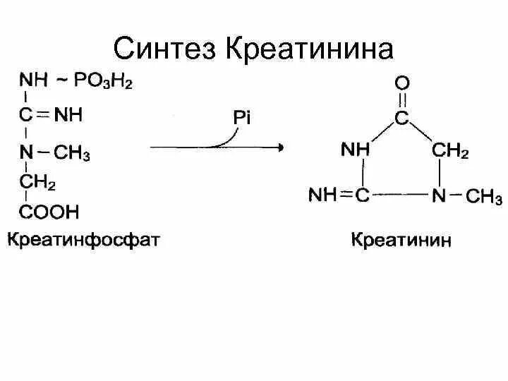 Синтез креатина, креатинфосфата, креатинина. 2. Креатинфосфат (Синтез креатина и креатинфосфата). Синтез креатинина биохимия. Креатинфосфат в креатинин. Креатинин действие