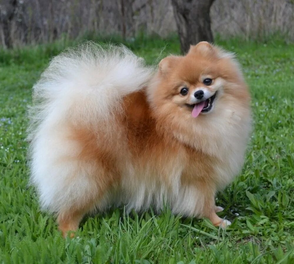 померанский шпиц мини. королевский карликовый шпиц. померанский шпиц мини. шпиц померанский карликовый. померанский шпиц.