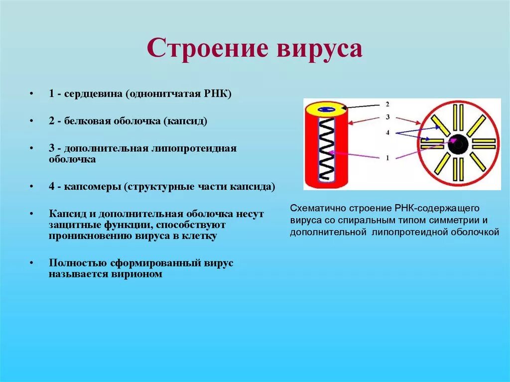 Строение вирусов микробиология. Вирусы строение вирусов. Строение вируса. Вирусы и их строение. 4 строение вирусов