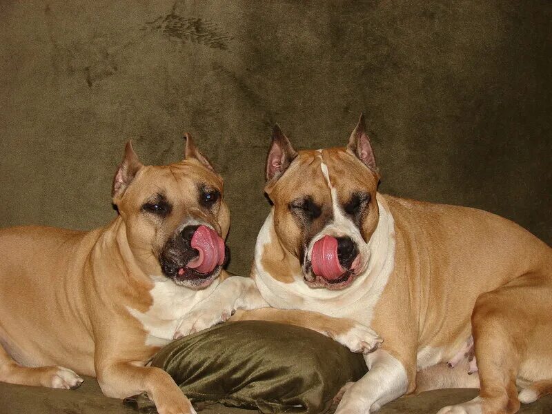 Имена собак стаффордширского терьера. Клички для собак мальчиков стаффордширский терьер. Стаффордширский терьер клички. Американский стафф терьер 4 месяца. Стафф терьер щенок.