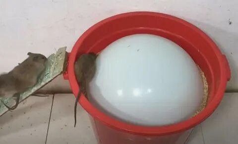 Ловушка для крыс из ведра