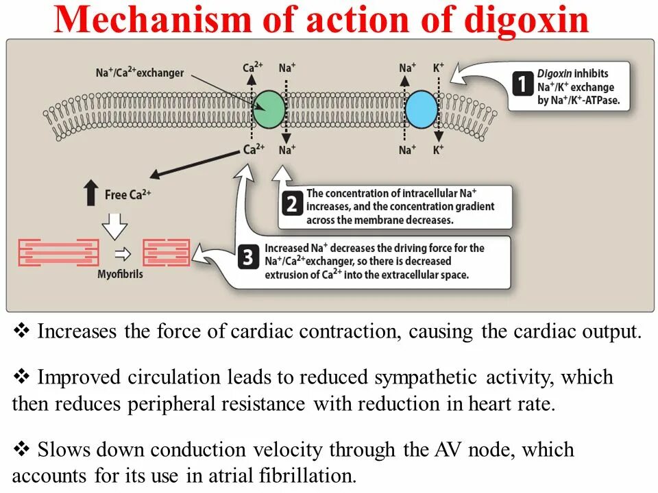 Mechanism of action. Digoxin mechanism of Action. Cardiac glycosides mechanism of Action. CDK mechanism of Action. Torisel mechanism of Action.