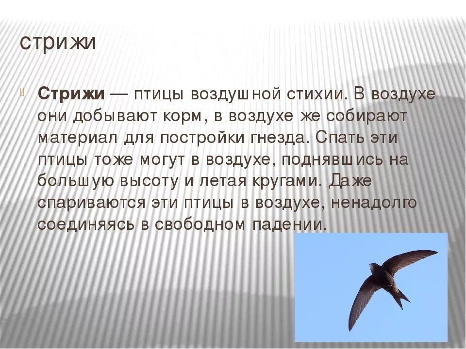 Сообщение о стрижах 4 класс литература. Сообщение о Стрижах. Факты о птице Стриж. Познавательная информация о Стрижах. Сведения о Стрижах кратко.