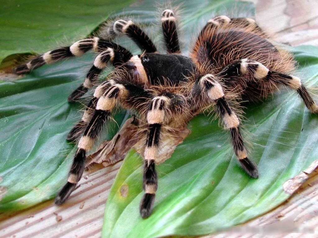 Ich eine spinne