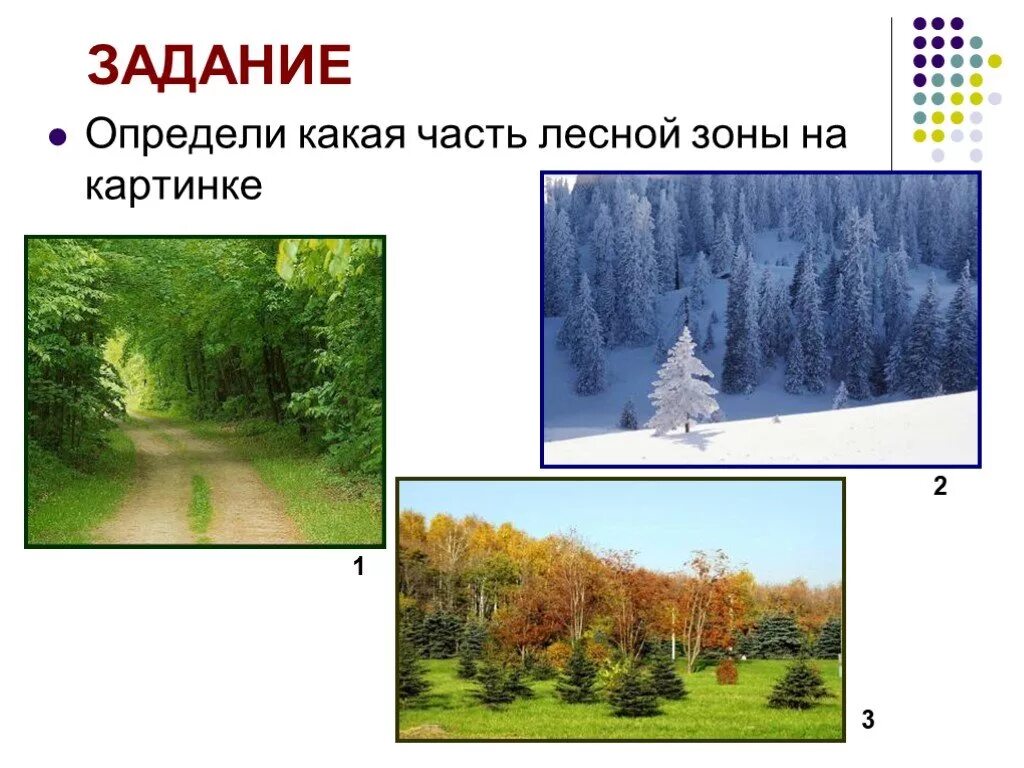 Лесные зоны России. Лесная зона задания. Лесная зона задания по теме. Занятия населённый Лесной зоны.