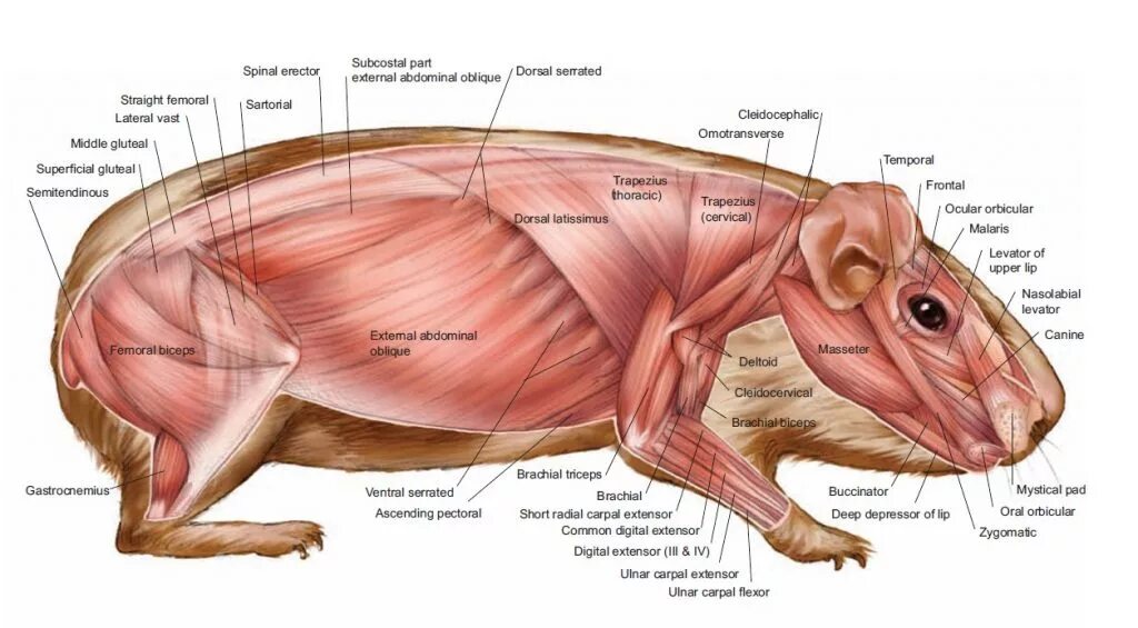 Строение скелета морской свинки. Строение морской свинки анатомия. Строение морской свинки анатомия внутренние органы. Анатомия морской свинки скелет. Строение хомяка
