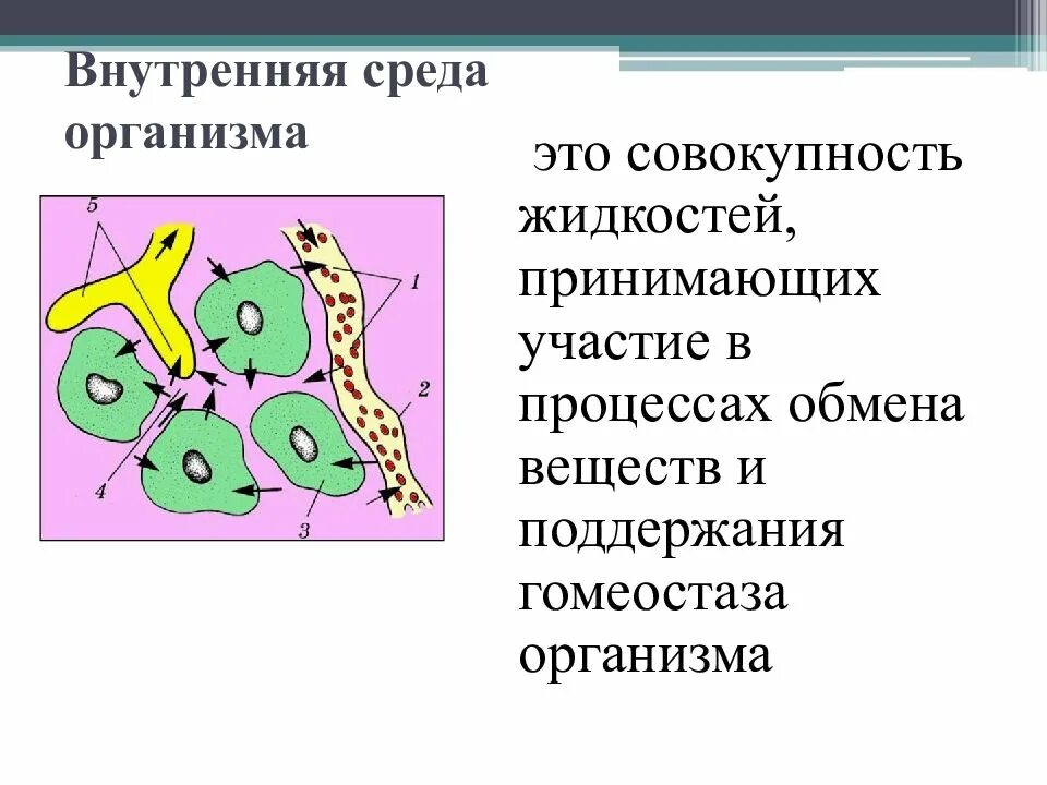 Из чего состоит среда организма. Составляющие элементы внутренней среды организма. Схема превращения жидкостей внутренней среды организма. Внутренняя среда, ее компоненты.. Строение внутренней среды организма человека схема.