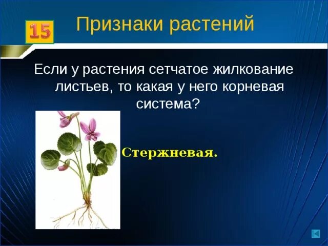 Растение со стержневой системой и параллельное жилкование. Стержневая корневая система и сетчатое жилкование листьев. Растение с стержневой корневой системой и параллельным жилкованием.