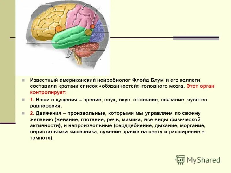 Какие части мозга еще не изучены. Информация от органов чувств поступает в. Органы чувств и отделы мозга. Мозг и органы чувств. Часть мозга отвечающая за обоняние.