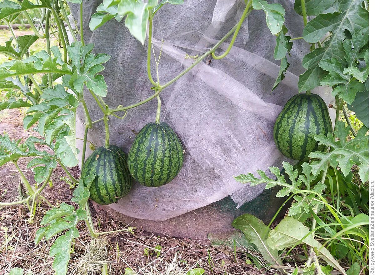 Арбузы в бочке на зиму. Бочка с арбузами. Бочковой арбуз. Моченые арбузы в бочке. Арбузы в бочке.