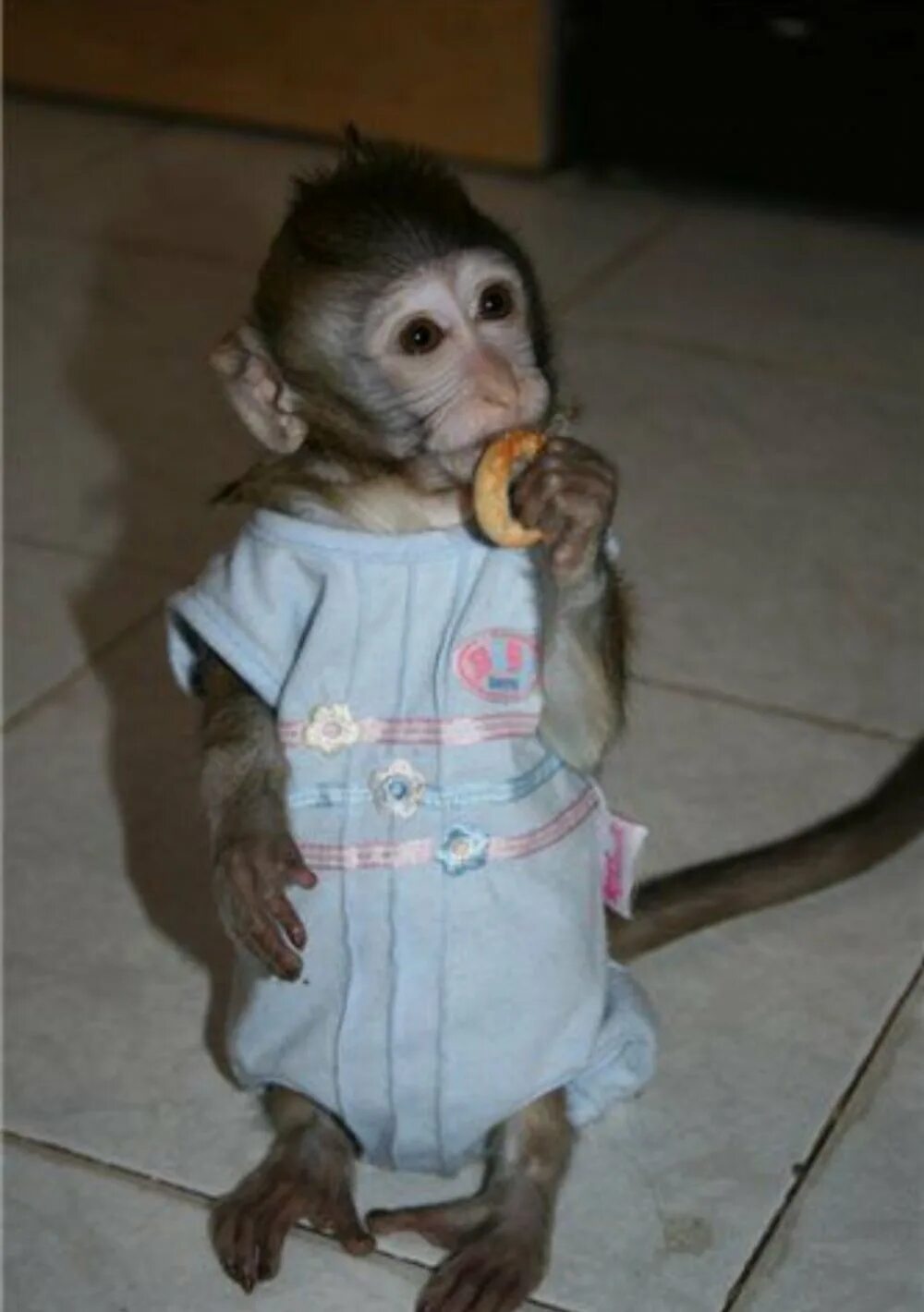 Маленькие обезьянки. Домашняя обезьянка. Маленькая домашняя обезьянка. Ручная обезьянка. Сколько живут обезьяны в домашних