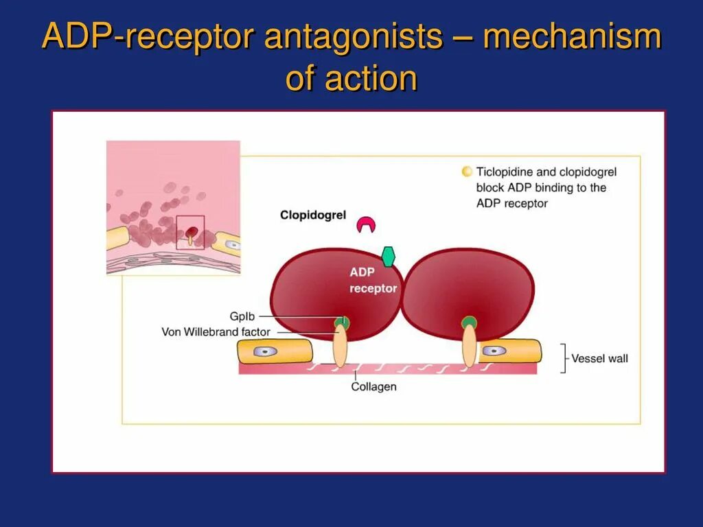 Clopidogrel mechanism. Клопидогрел механизм. Механизм действия клопидогрела. Клопидогрел эффекты. Клопидогрел механизм действия