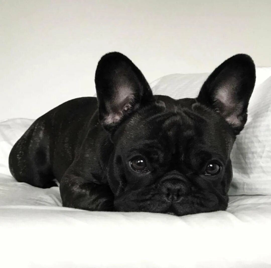 Французский бульдог щенок. Французский бульдог черный взрослый. Французский бульдог ч ёрный щенок. Французский бульдог карликовый черный. Фото черного бульдога.