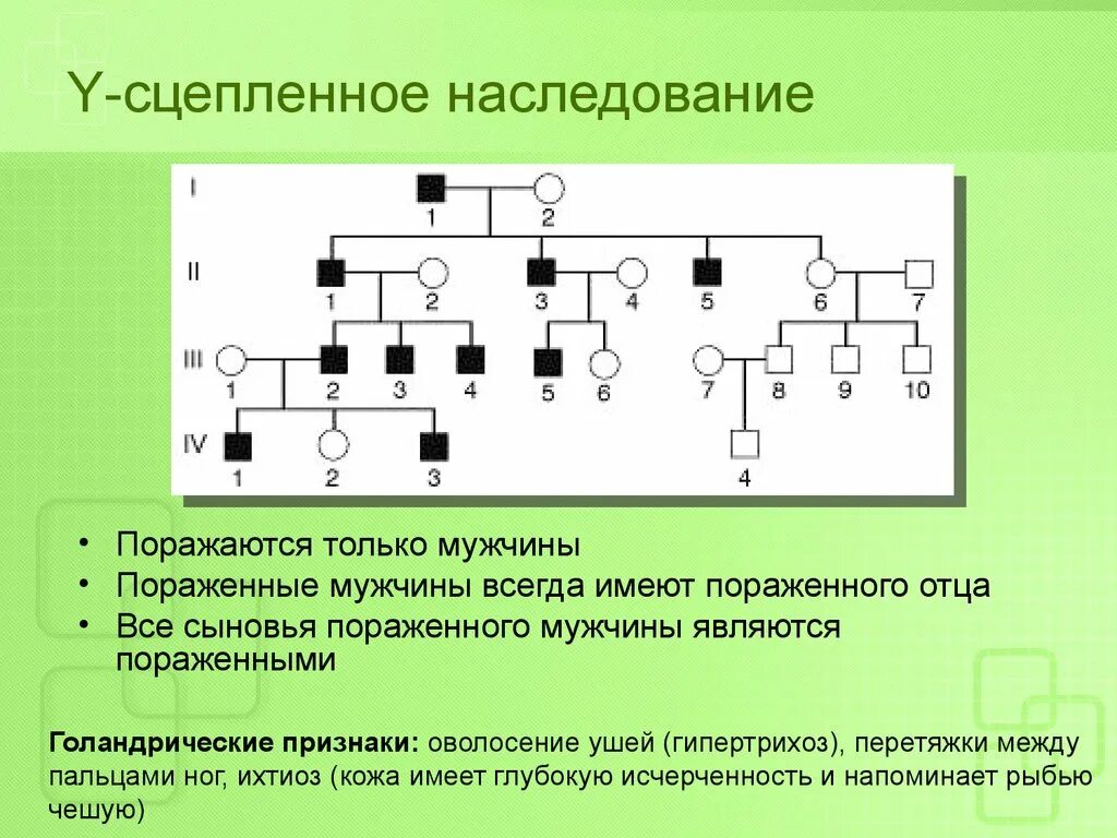 Заболевания сцепленные с y хромосомой. Y сцепленный рецессивный Тип наследования. Сцепленный с y хромосомой Тип наследования. У – сцепленный (голандрический) Тип наследования. Тип наследования признака y наследование.