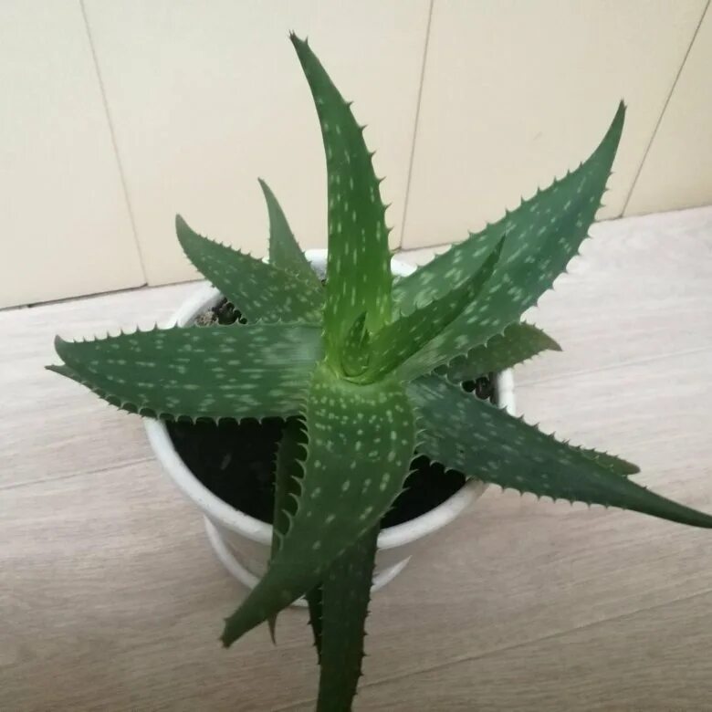 Aloe davyiana. Aloe davyiana (алоэ давийана). Алоэ 505.