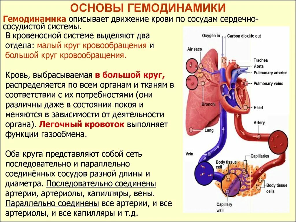 Гемодинамика. Основы гемодинамики. Движение крови. Движение крови по сосудам. Система гемодинамики