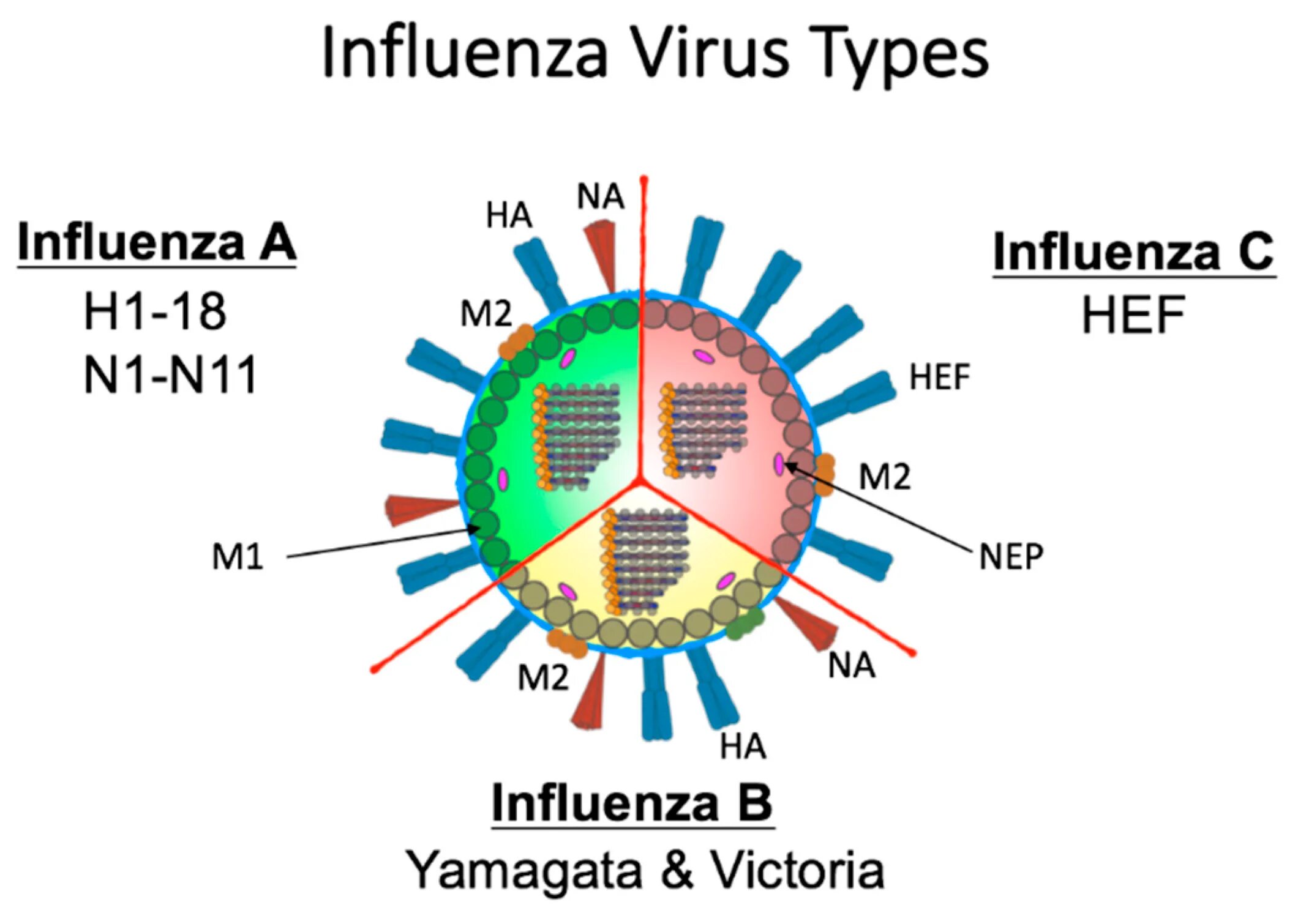 Getting viruses. Вирус гриппа. Инфлюэнца вирус. Изображение вируса гриппа. Молекула вируса гриппа.