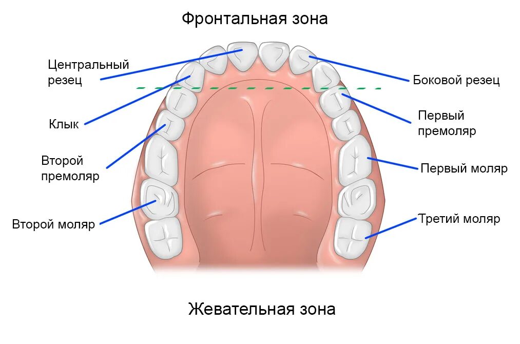 Клык сверху зубов. Зубы моляры премоляры резцы. Премоляры и моляры верхней челюсти. Моляр зуб верхней челюсти. Резцы клыки премоляры.