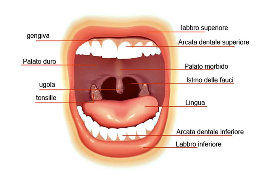 Какой там рот. Альвеола (ротовая полость). Альвеолы во рту где находятся. Альвеолы во рту где.