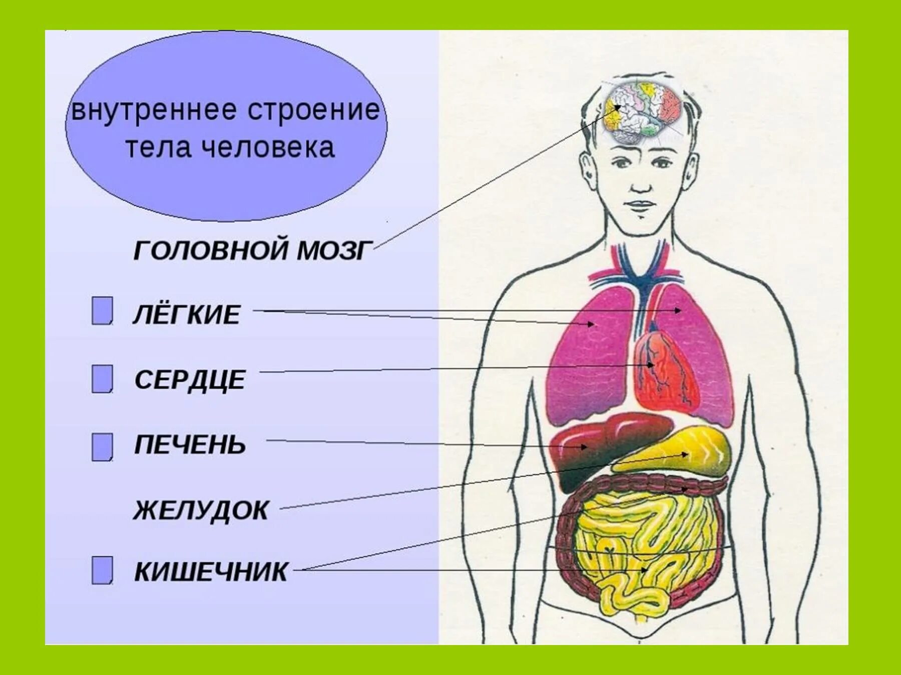 Строение тела человека. Строение органов человека. Модель внутреннего строения человека. Органы человека схема.