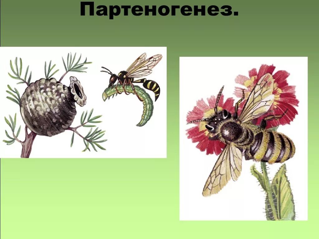 Размножается партеногенетически. Партеногенез это в биологии. Партеногенетическое размножение. Партеногенез размножение. Однополое размножение.