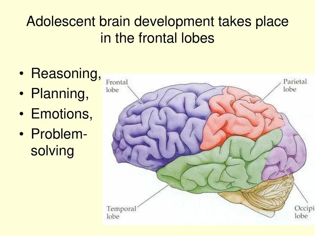 Brain Development. Adolescence Brain. What is Brain.