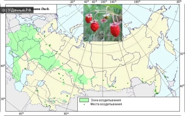 Ареал распространения одуванчика. Условия мест произрастания. Тип условий местопроизрастания и тип леса. Условия мест произрастания. Облепиха лекарственное растение.