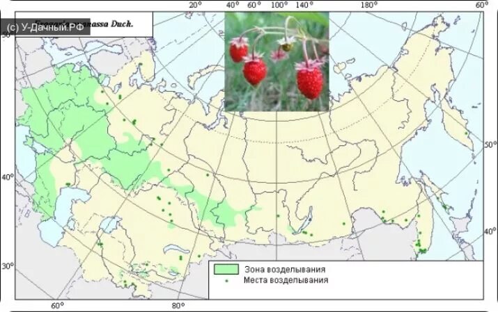 Районы выращивания на карте. Земляника ареал произрастания. Клубника ареал распространения. Клубника ареал произрастания. Ареал распространения земляники.