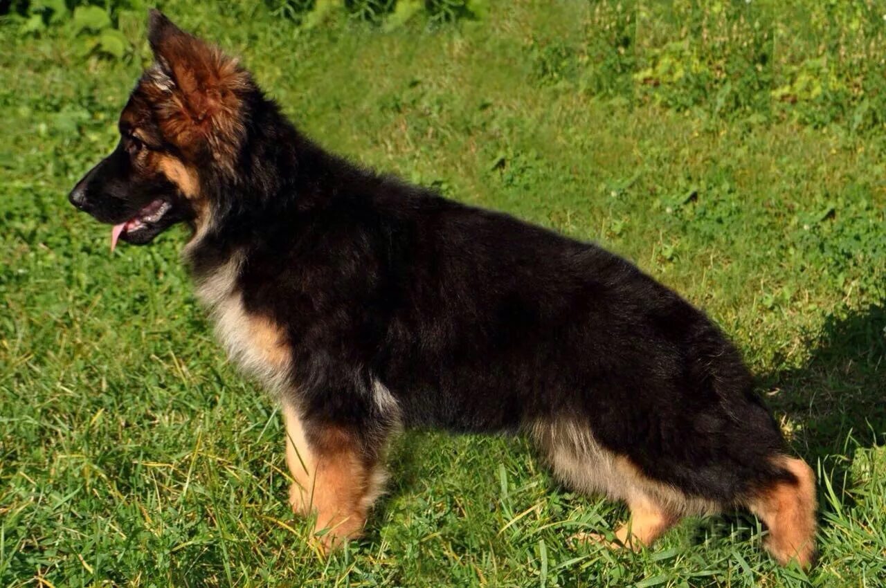 Длинношерстная овчарка щенок. Немецкая овчарка длинношерстная. Длинношерстная овчарка щенок. Длинношерстная овчарка щенок. Собака немецкая овчарка длинношерстная.