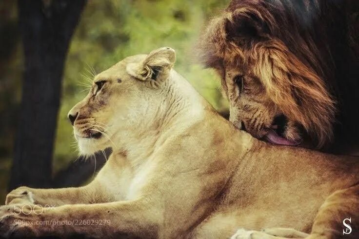 Lion couple stock photo. Image of lion, together, female - 24143676 Lion couple,