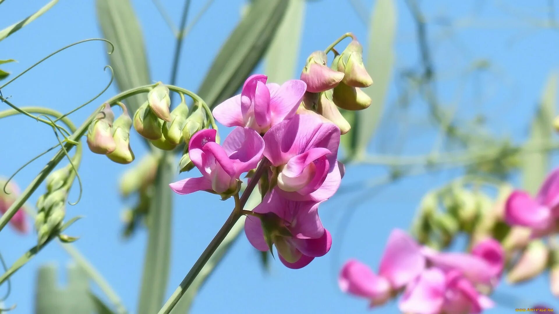 Душистый весной. Чина клубненосная lathyrus tuberosus. чина луговая (lathyrus pratensis). луговой душистый горошек. душистый горошек лазурный берег.
