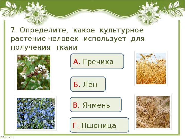 Как определить какое растение