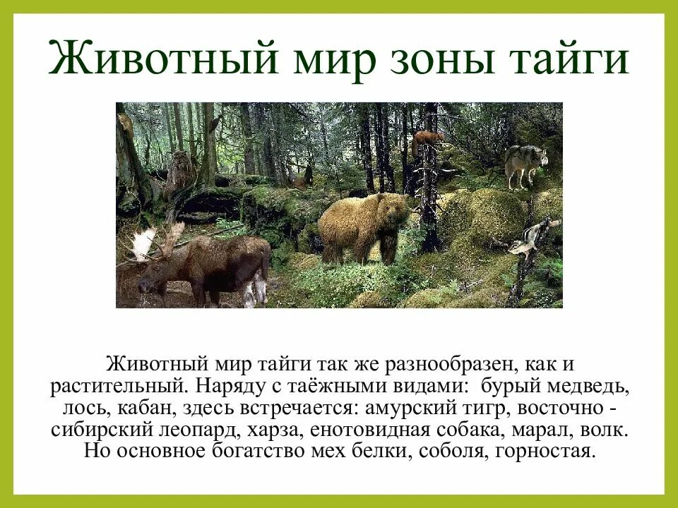 Природная зона тайга 5 класс. Тайга презентация. Доклад на тему животный мир тайги. Животный мир таежной зоны. Тайга обитатели природной зоны.