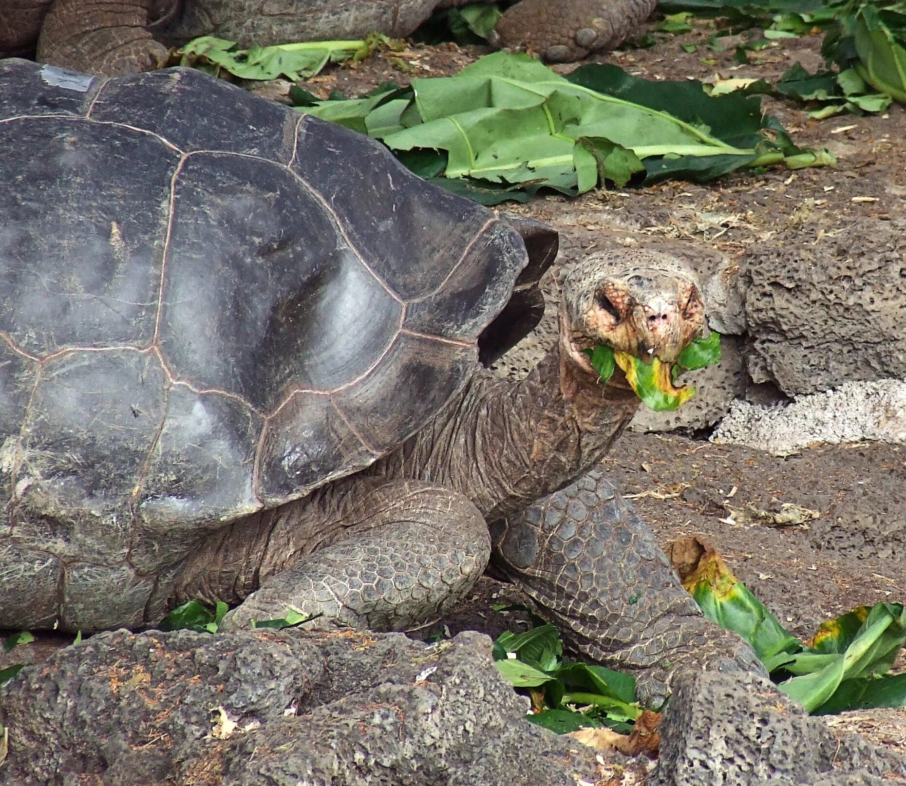 Масса черепахи. Галапагосы черепахи. Galapagos giant Tortoise. Сухопутная черепаха Галапагосы. Галапагосские острова черепахи.