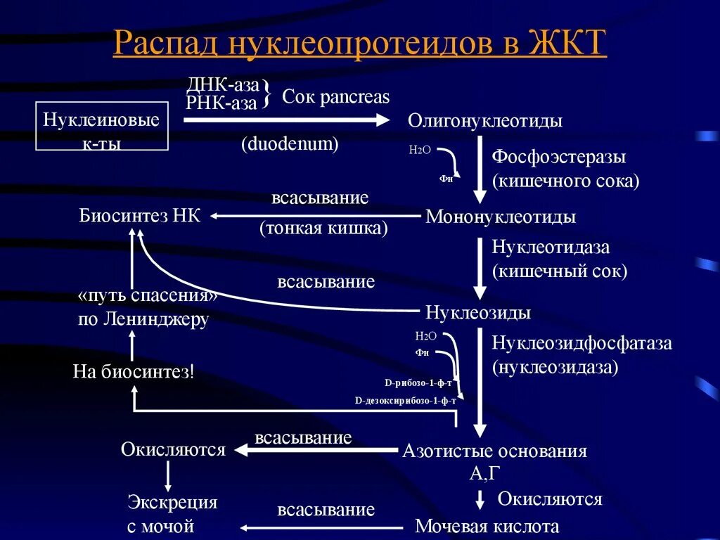 Схема распада. Схема переваривания нуклеопротеинов. Тканевой распад нуклеопротеинов. Схема распада нуклеопротеинов. Схему переваривания нуклеопротеинов в желудочно-кишечном тракте.