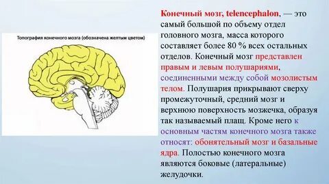 Конечный мозг большие полушария функции