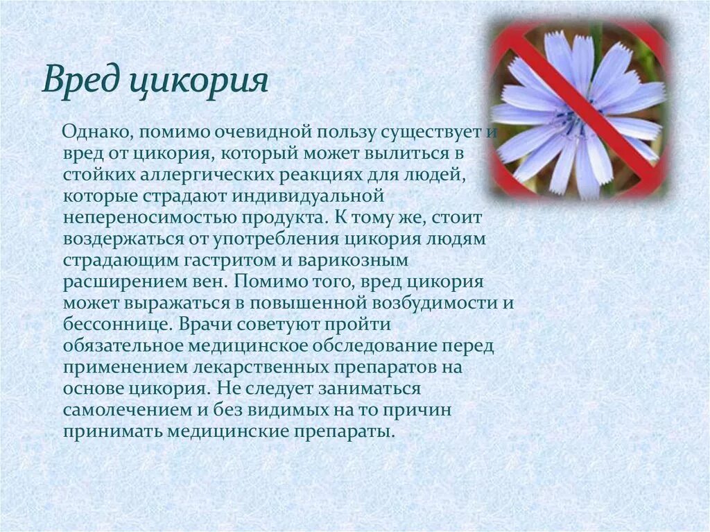 Цикорий отзывы врачей. Что такое цикорий чем полезен и чем вреден. Цикорий польза и вред. Цикорий польза. Чем полезен цикорий.