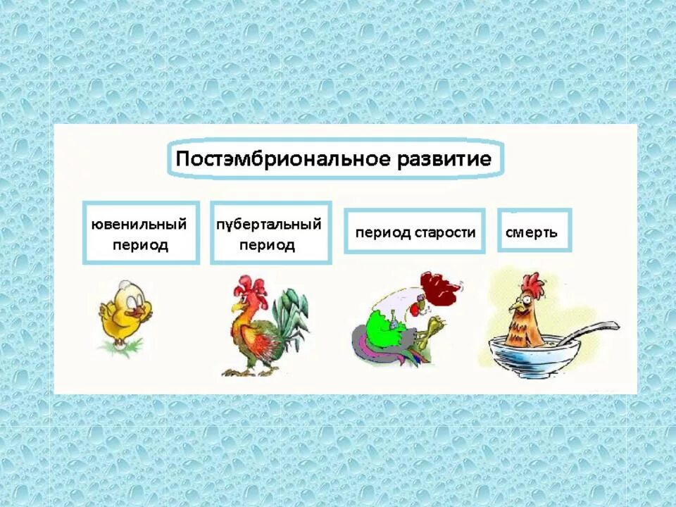 Онтогенез контрольная. Ювенильный период постэмбрионального развития. Периоды постэмбрионального развития. Постэмбриональный период развития 10 класс. Постэмбриональное развитие животных.