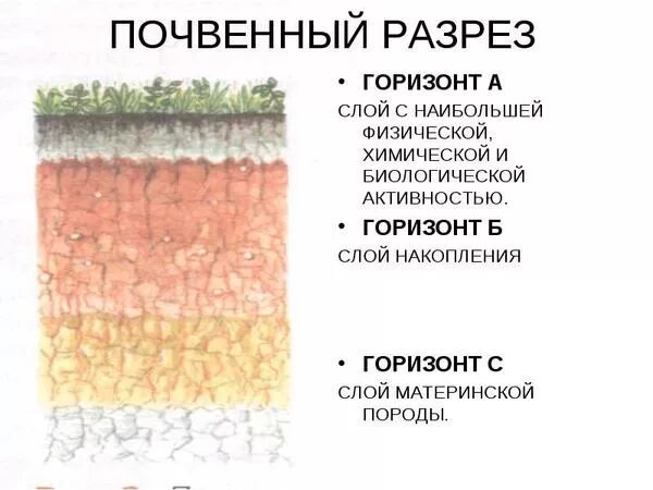 Определите название почвенного слоя. Почва в разрезе. почвенный разрез. почвенный разрез почвы. схема заложения почвенного разреза.