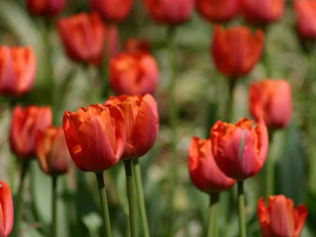 Tulip 2