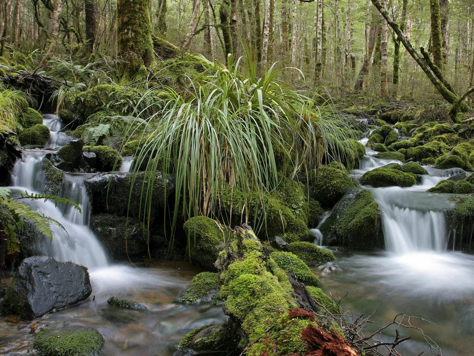 New zealand national. Парк Кахуранги. Парк в новой Зеландии. Национальные парки новой Зеландии. Национальные парки новой Зеландии фото.