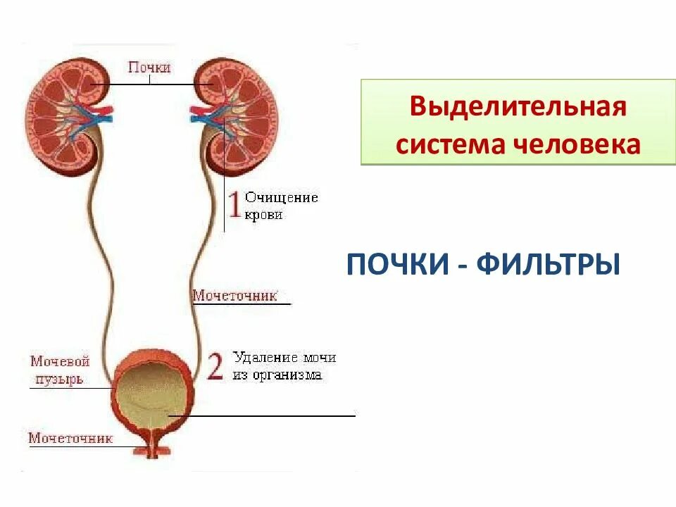 Органы входящие в выделительную систему человека. Органы выделительной системы человека схема. Функции выделительной системы в организме человека. Строение выделительной системы анатомия. Выделительная функция строение.