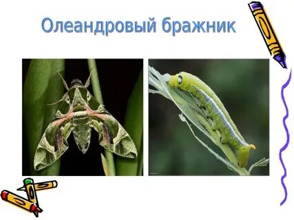Бражниковые