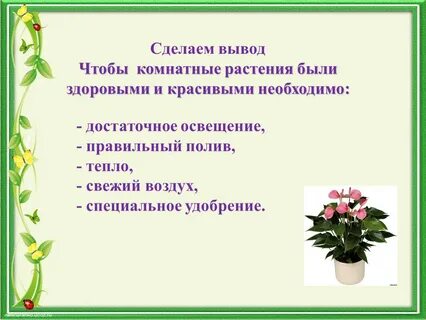 Комнатные растения вывод