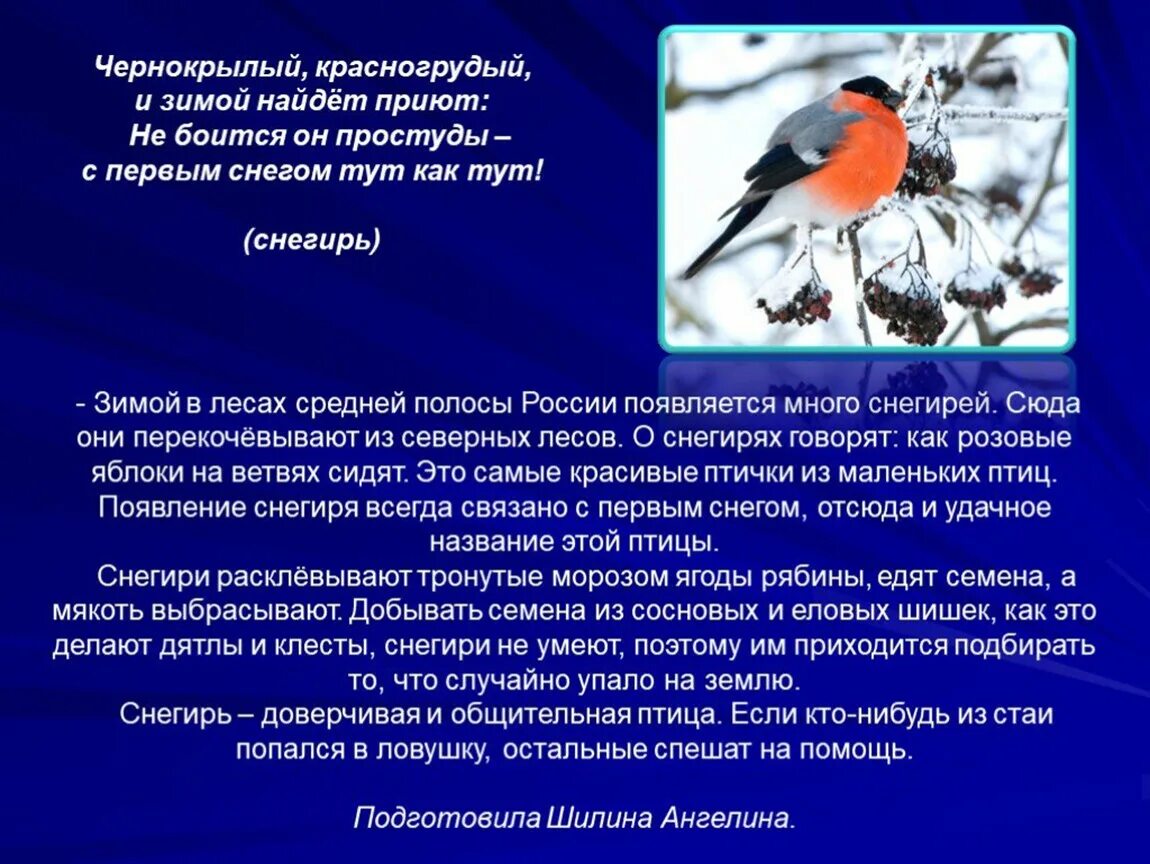 Рассказ о зимних птицах. Рассказ о зимующих птицах. Доклад про птиц. Предложения о зимующих птицах.