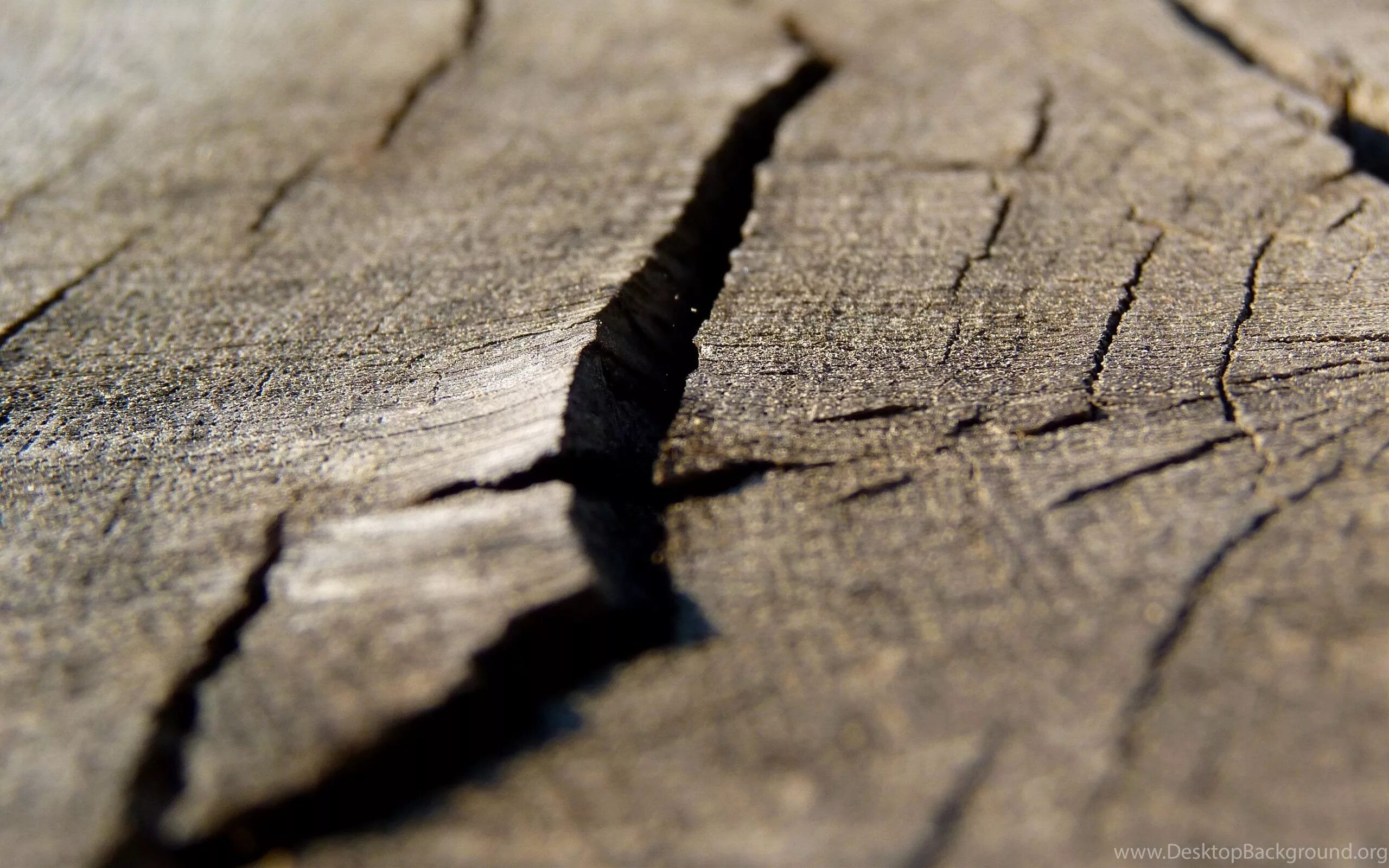 Трещина в дереве. Трещины древесины. Дерево макро. Текстура дерева с трещинами.