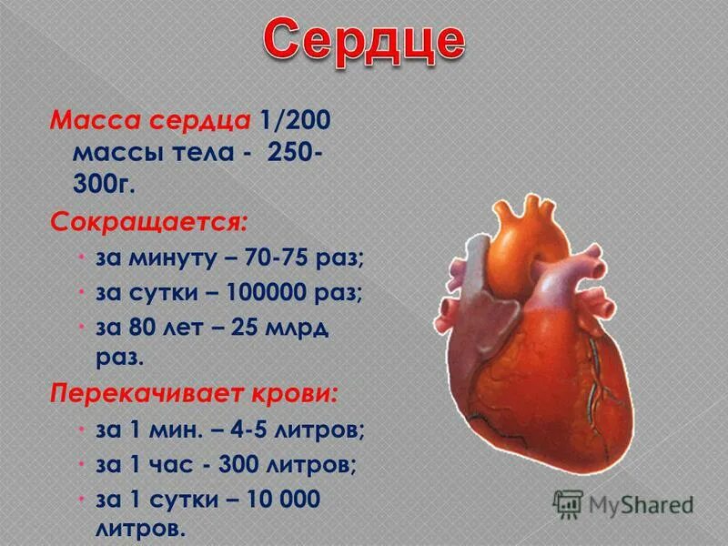 Сколько л крови. Вес человеческого сердца. Объем человеческого сердца.